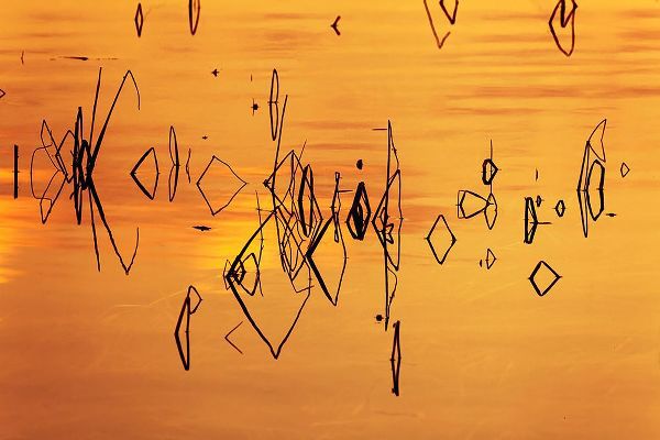 Jones, Adam 아티스트의 Reed pattern and sunset reflected on Tuolumne River-Tuolumne Meadows작품입니다.
